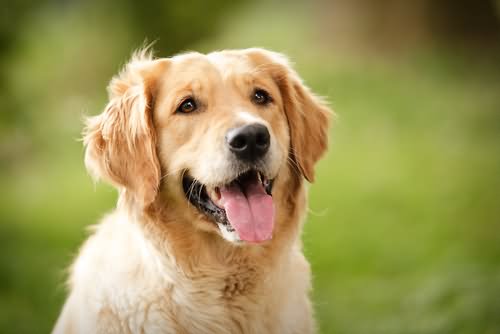 Golden Retriever Dog Face