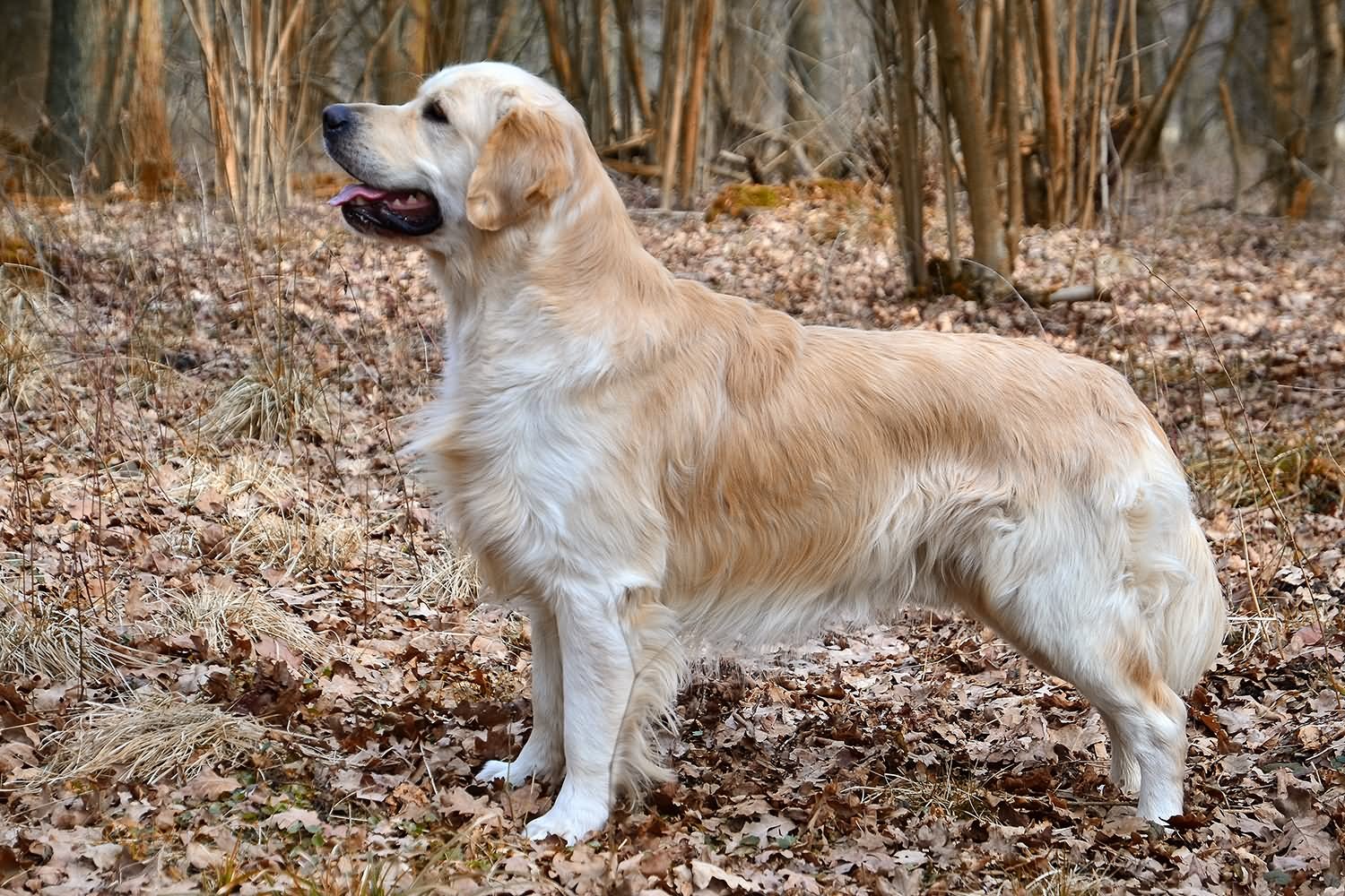 Golden Retriever Dog Image