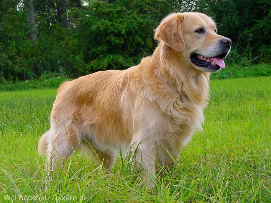 Golden Retriever Dog In Fields