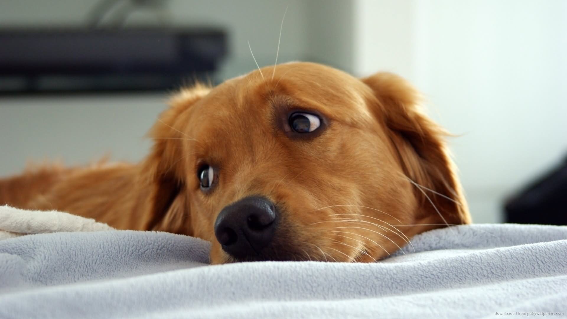 Golden Retriever Dog Laying On Bed