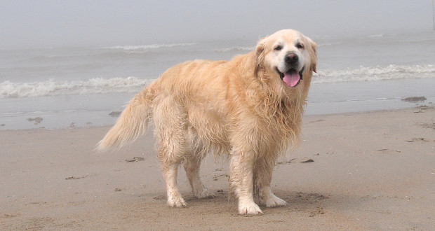 Golden Retriever Dog On Beach Side