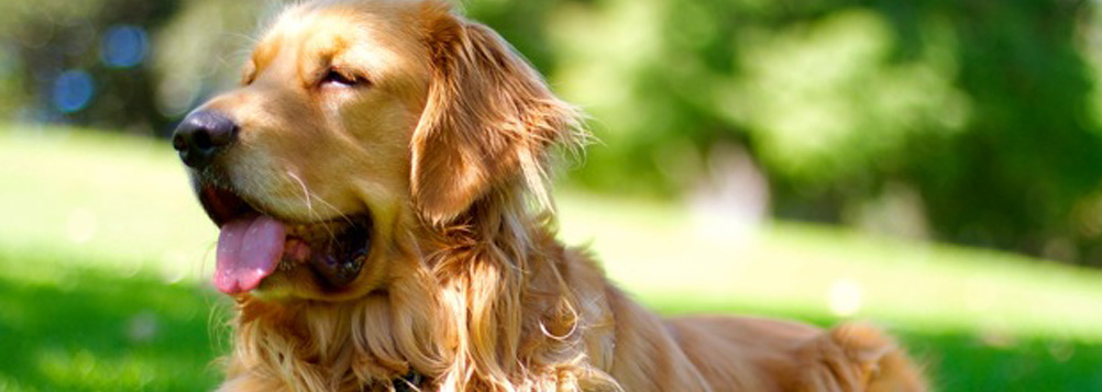 Golden Retriever Dog Picture