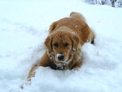 Golden Retriever Dog Playing In Snow