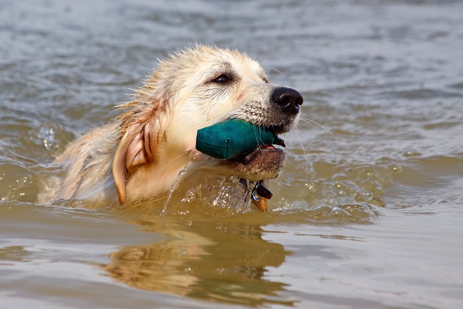 Golden Retriever Dog Playing In Water