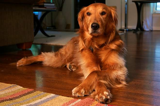 Golden Retriever Dog Sitting On Floor