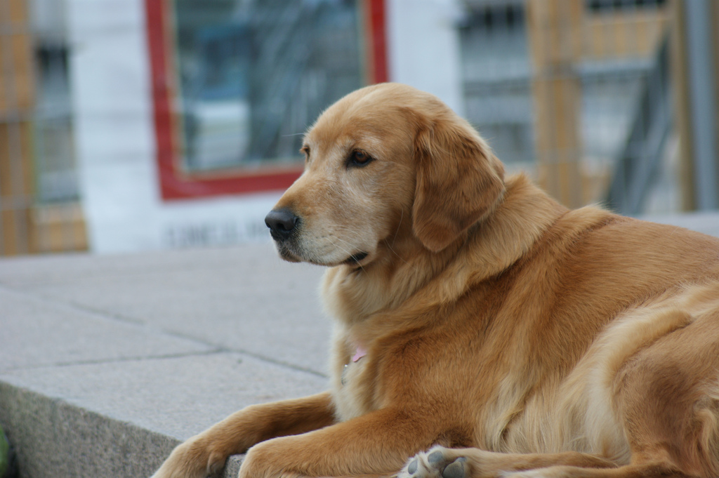 Golden Retriever Dog Sitting Picture