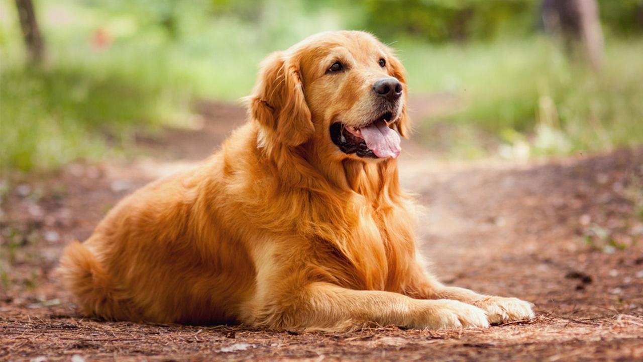 Golden Retriever Dog Sitting