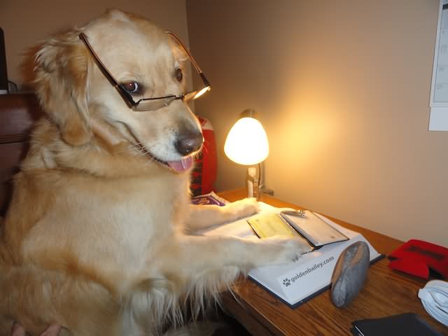Golden Retriever Dog Studying
