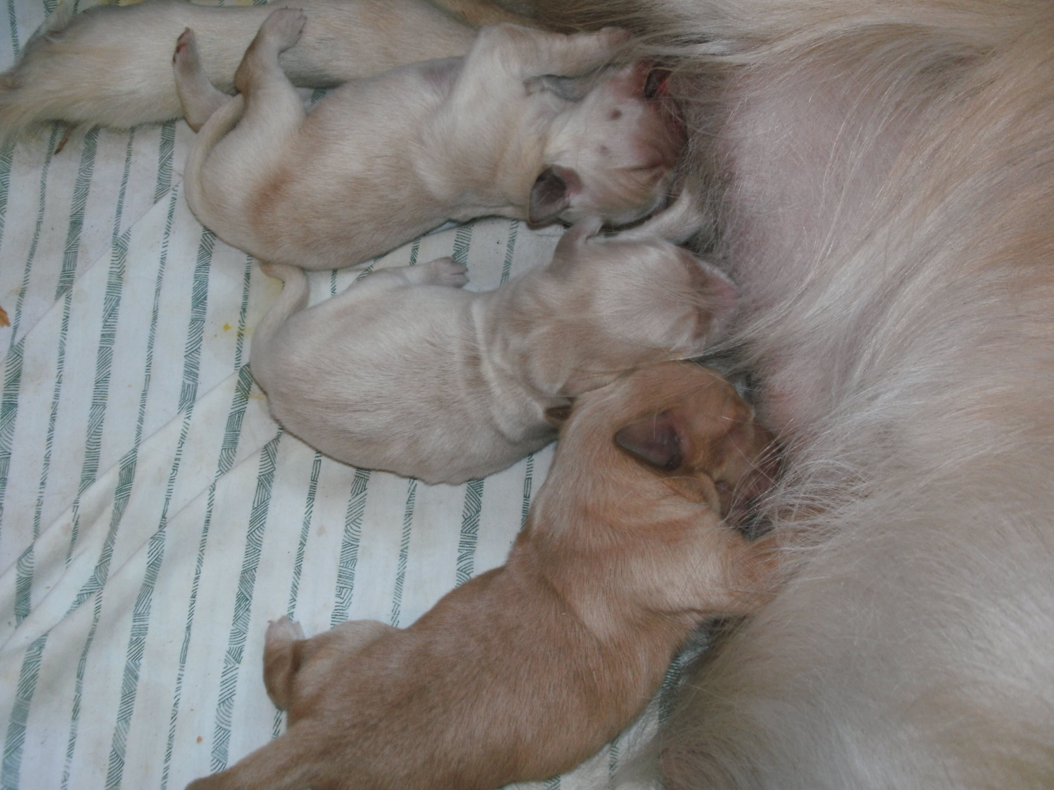 Golden Retriever New Born Puppies