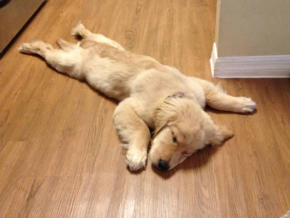 Golden Retriever Puppy Laying On Floor