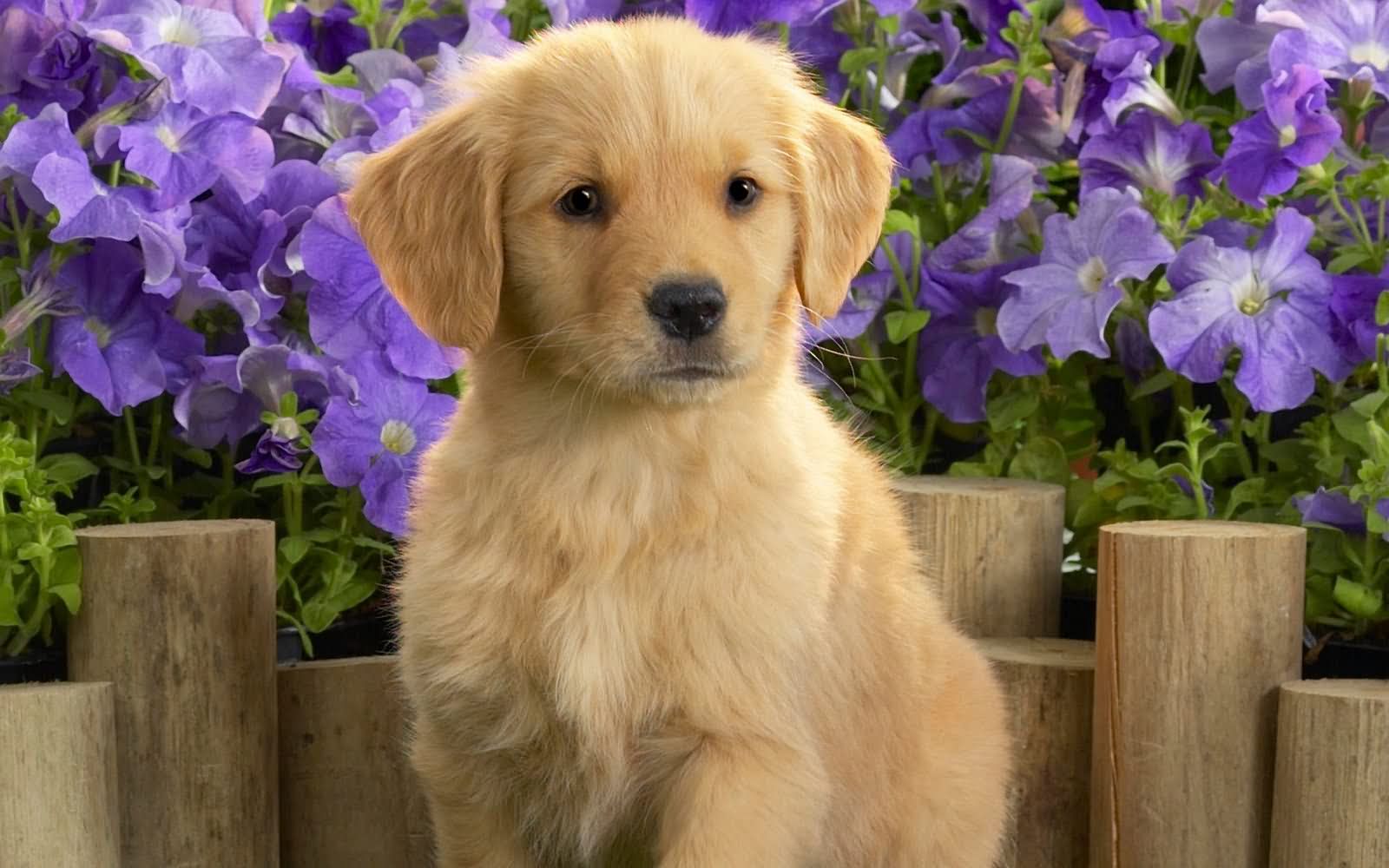 Golden Retriever Puppy Picture