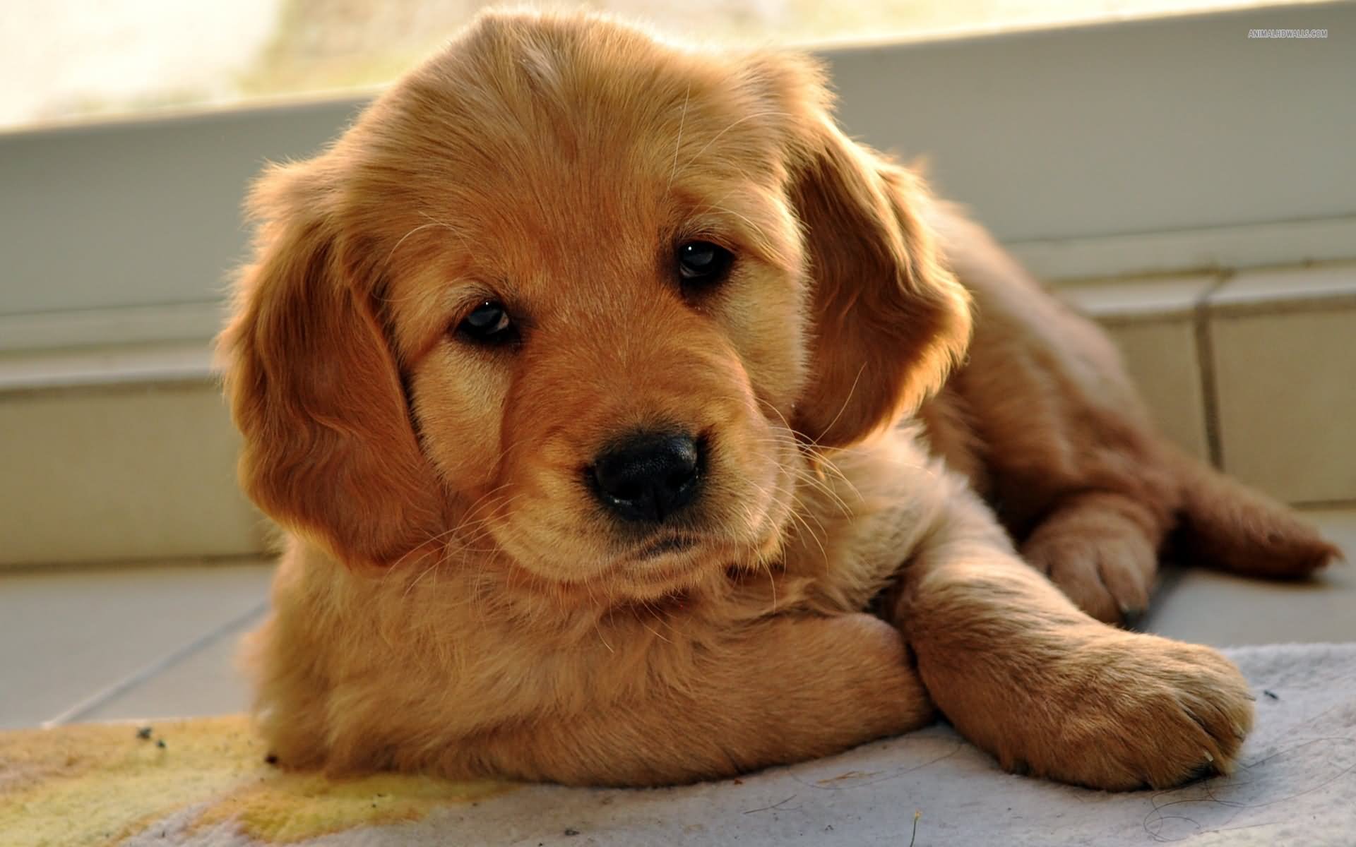 Golden Retriever Puppy Sitting