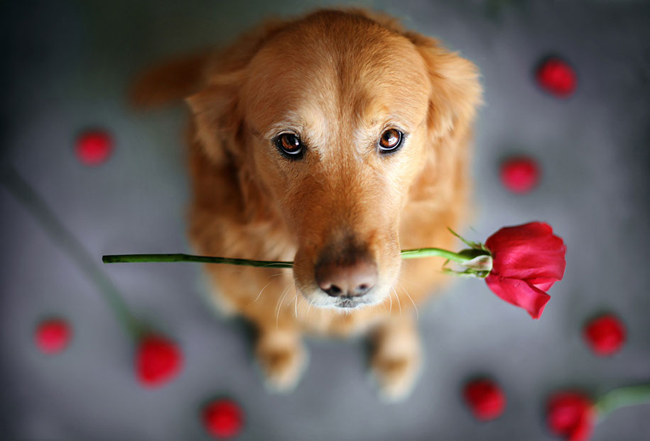 Golden Retriever With Rose Bud In Mouth