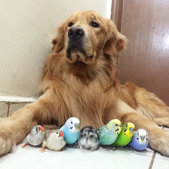 Golden Retriever Dog Sitting With Birds