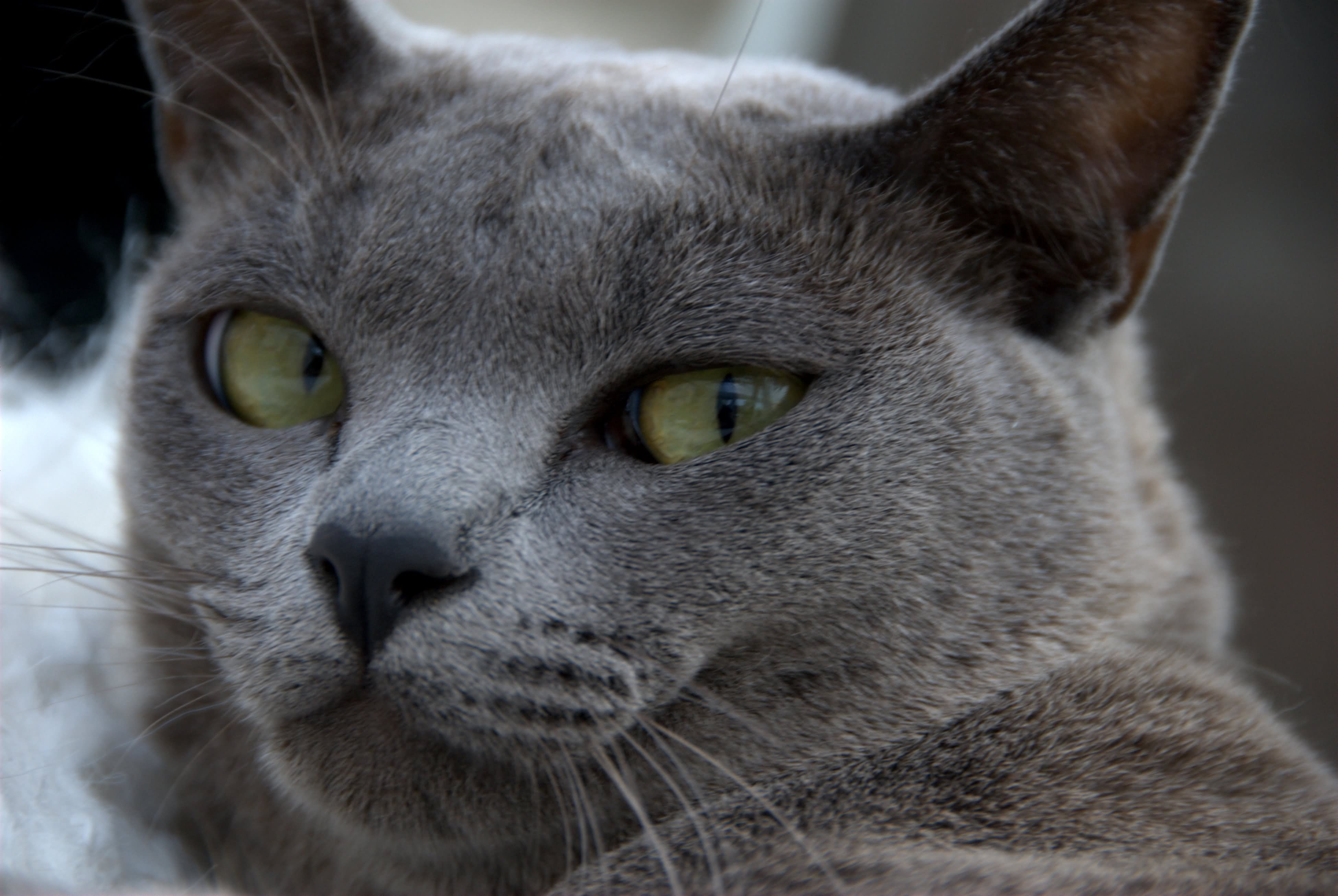 Grey Burmese Cat Face Closeup Picture
