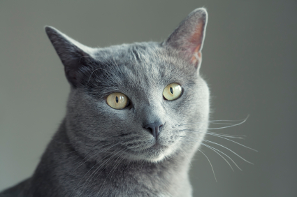 Grey Burmese Cat Face Image