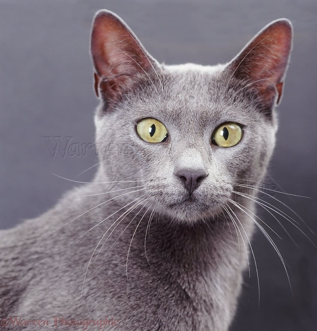 Grey Burmese Cat Face Picture