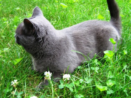 Grey Burmese Cat In Fields