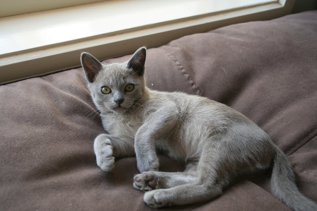 Grey Burmese Cat Laying On Bed