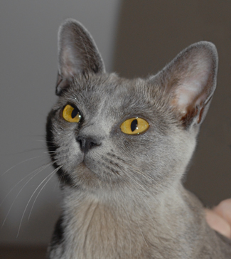 Grey Burmese Cat Photo