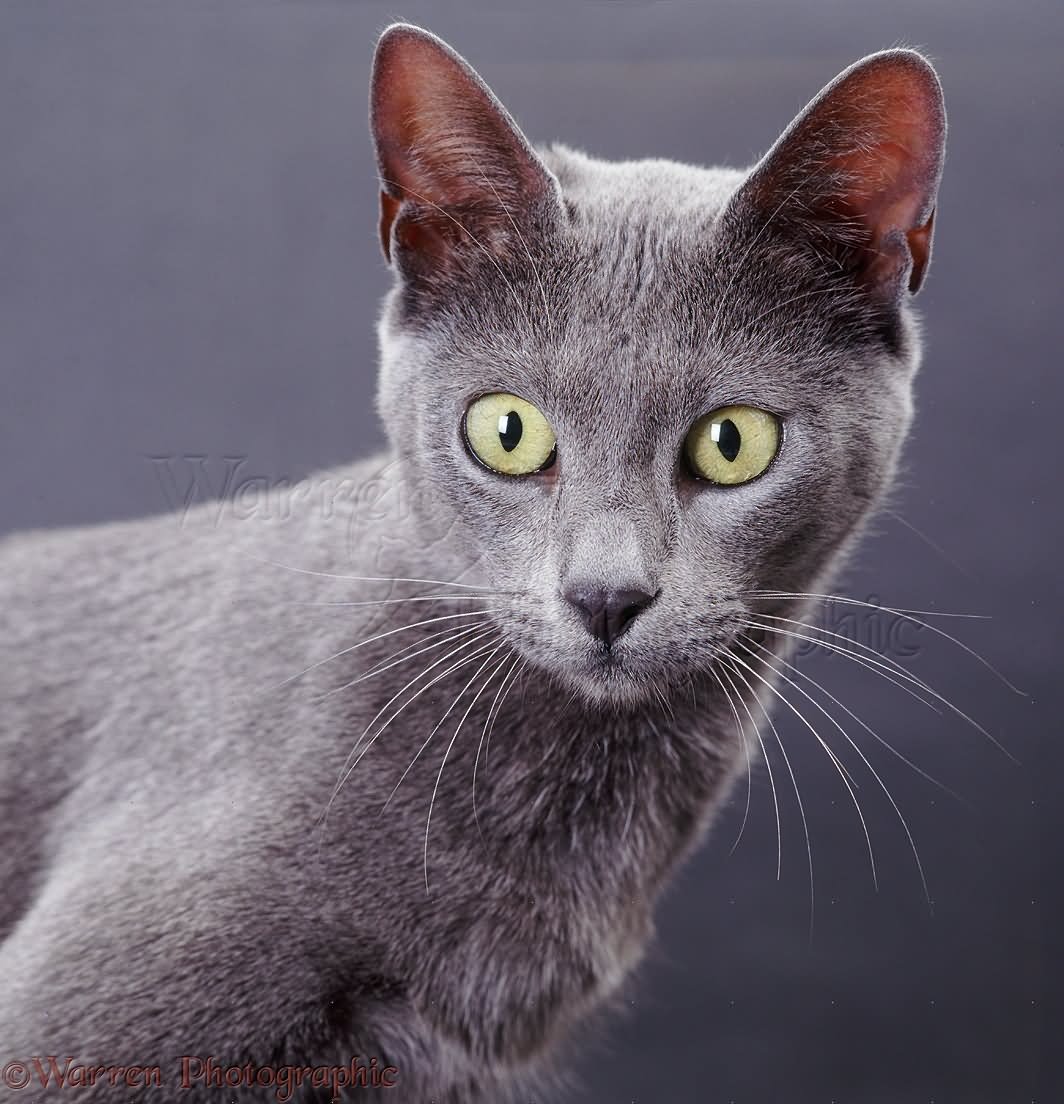 Grey Burmese Cat Picture