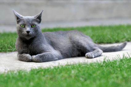Grey Burmese Cat Sitting In Garden