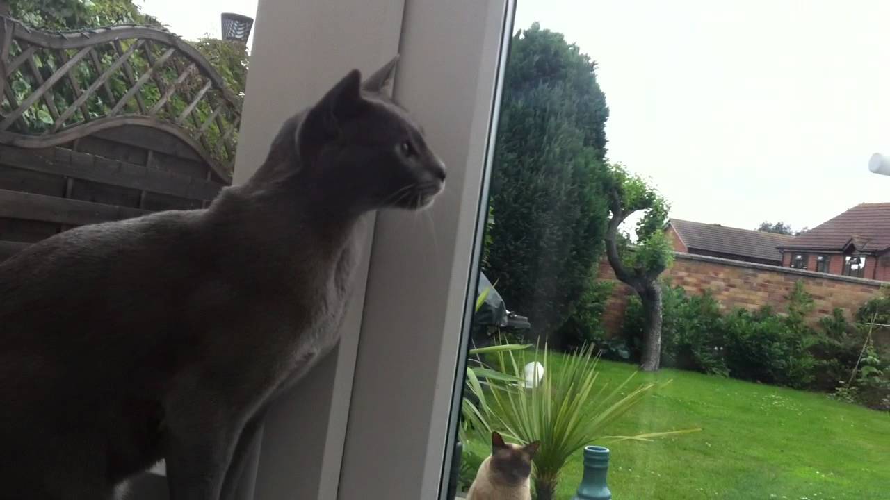 Grey Burmese Cat Sitting Near Window