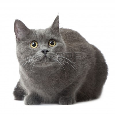 Grey Burmese Cat Sitting Picture