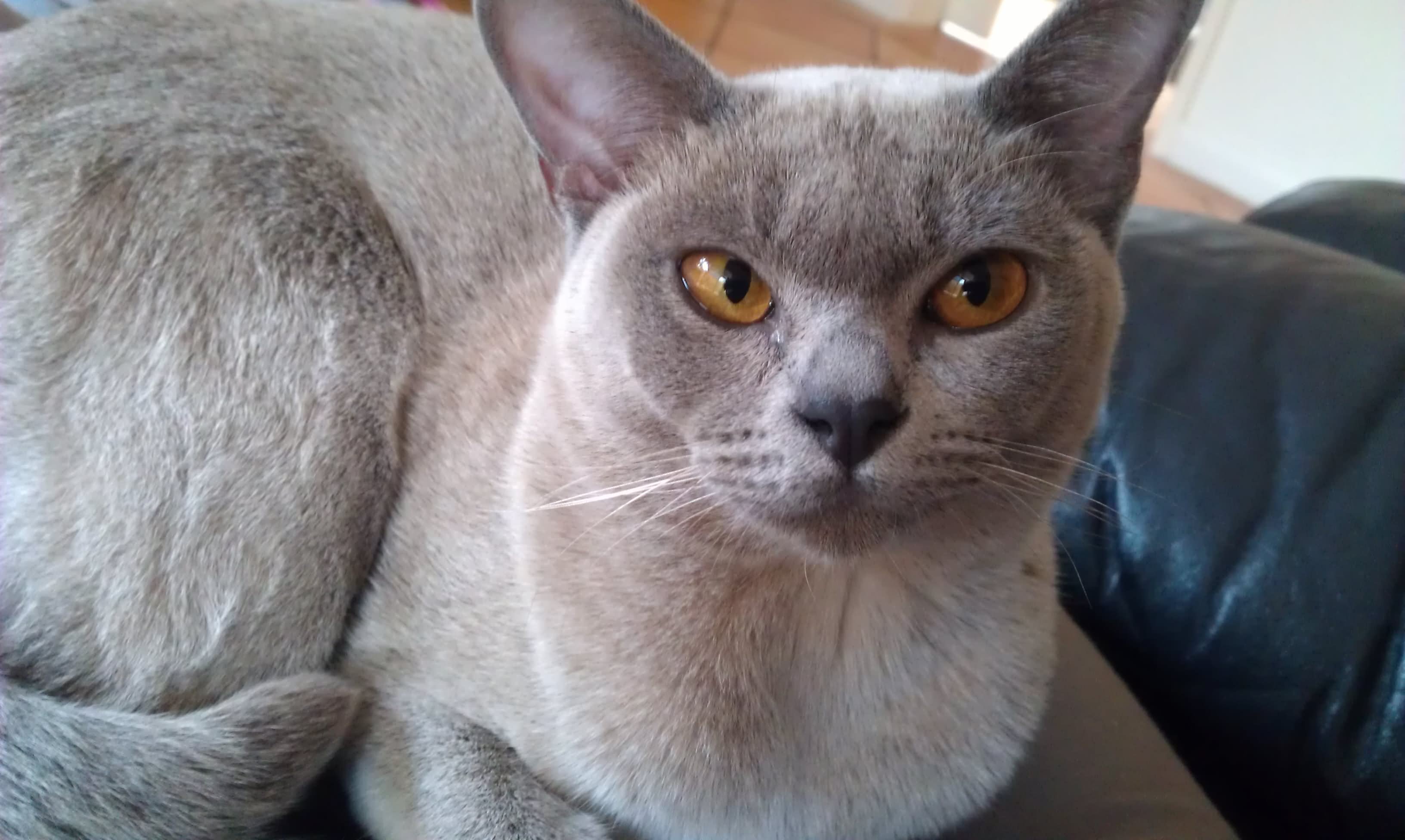 Grey Burmese Cat Sitting