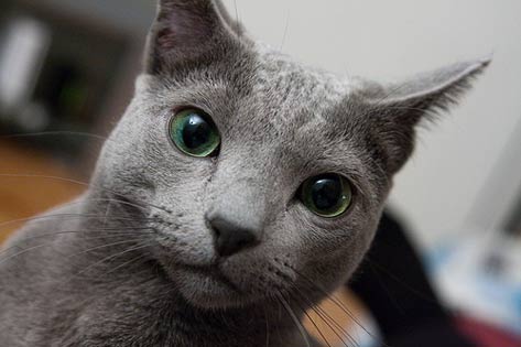 Grey Burmese Cat Staring At Camera