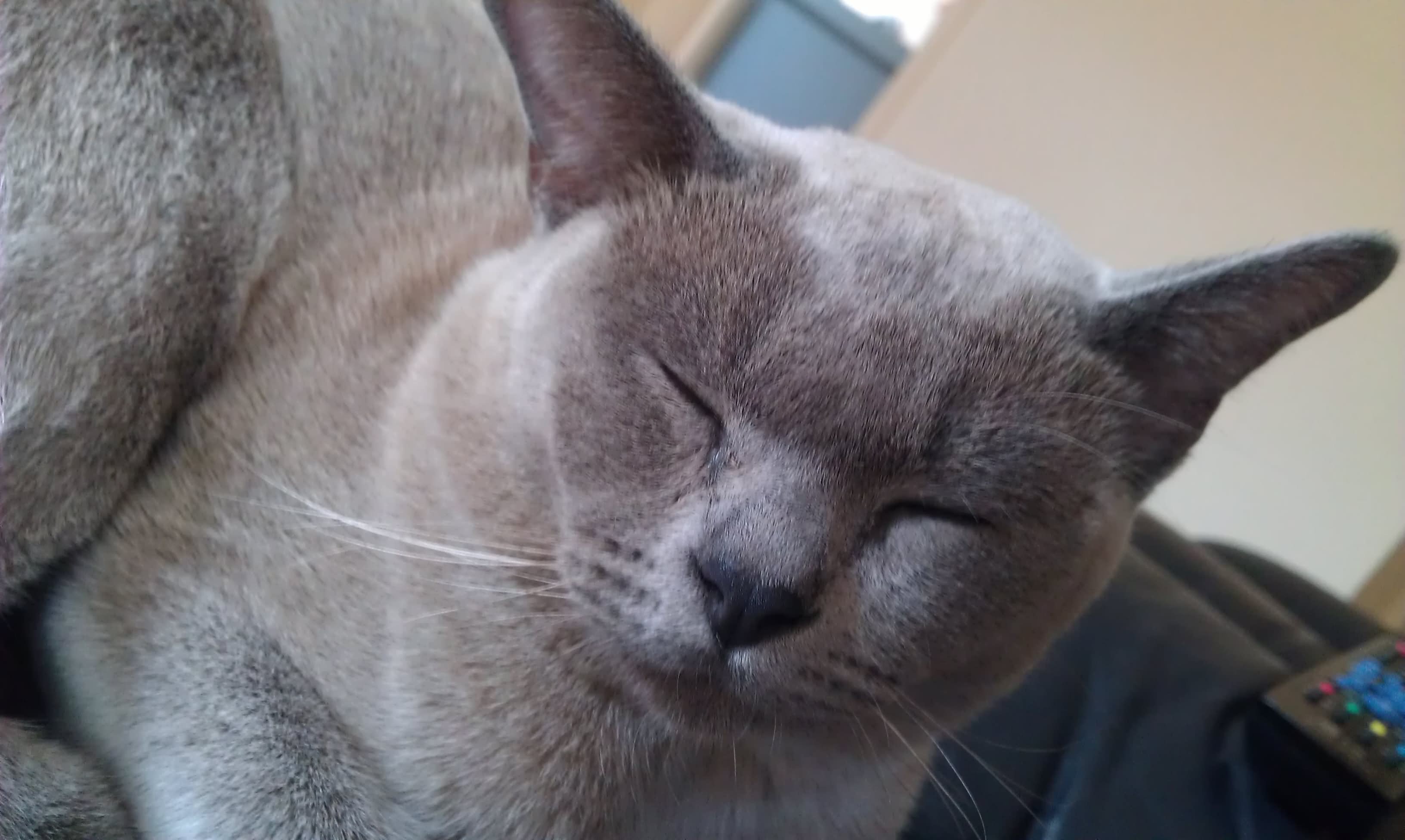 Grey Burmese Cat With Closed Eyes