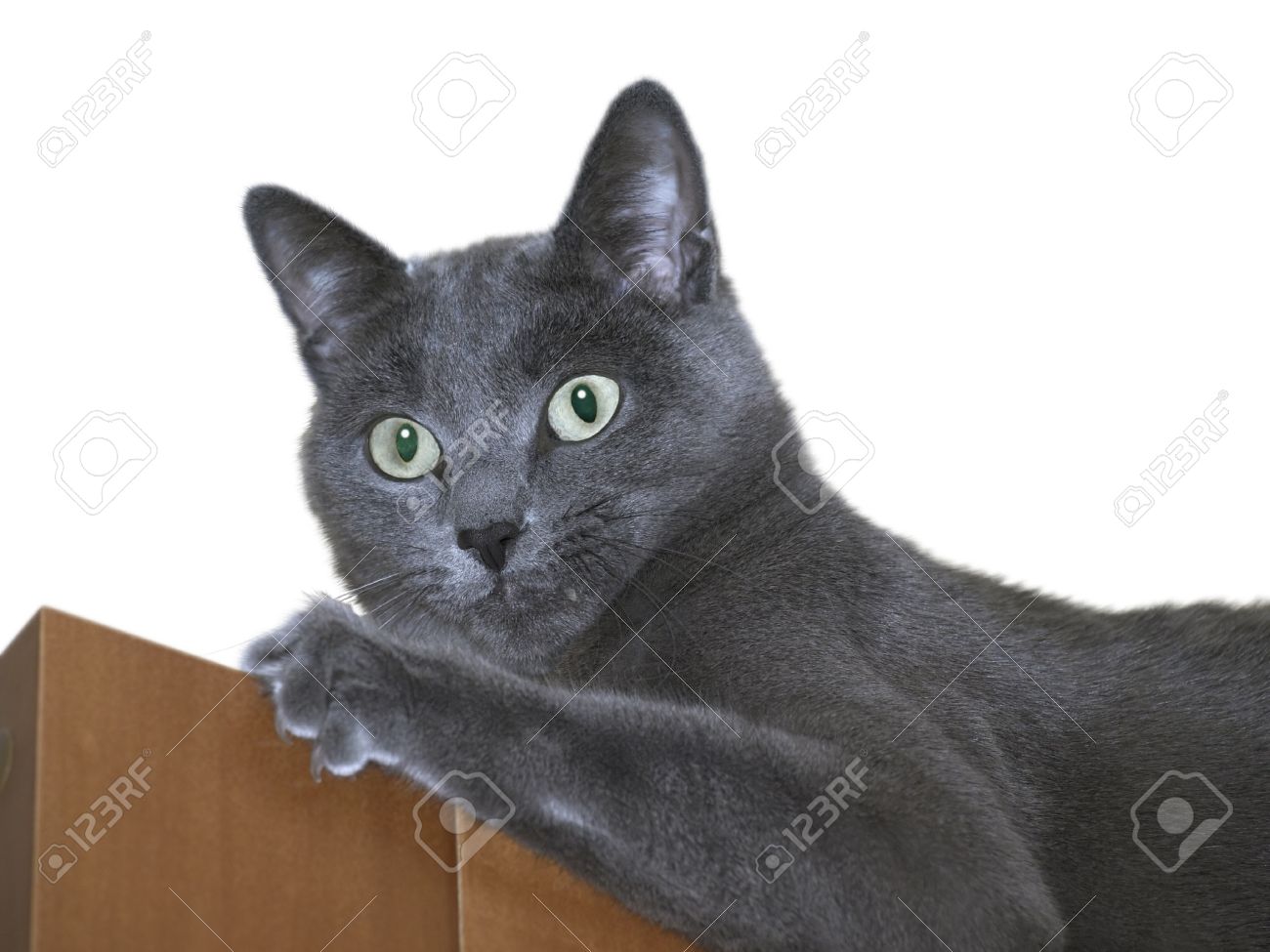 Grey Burmese Cat
