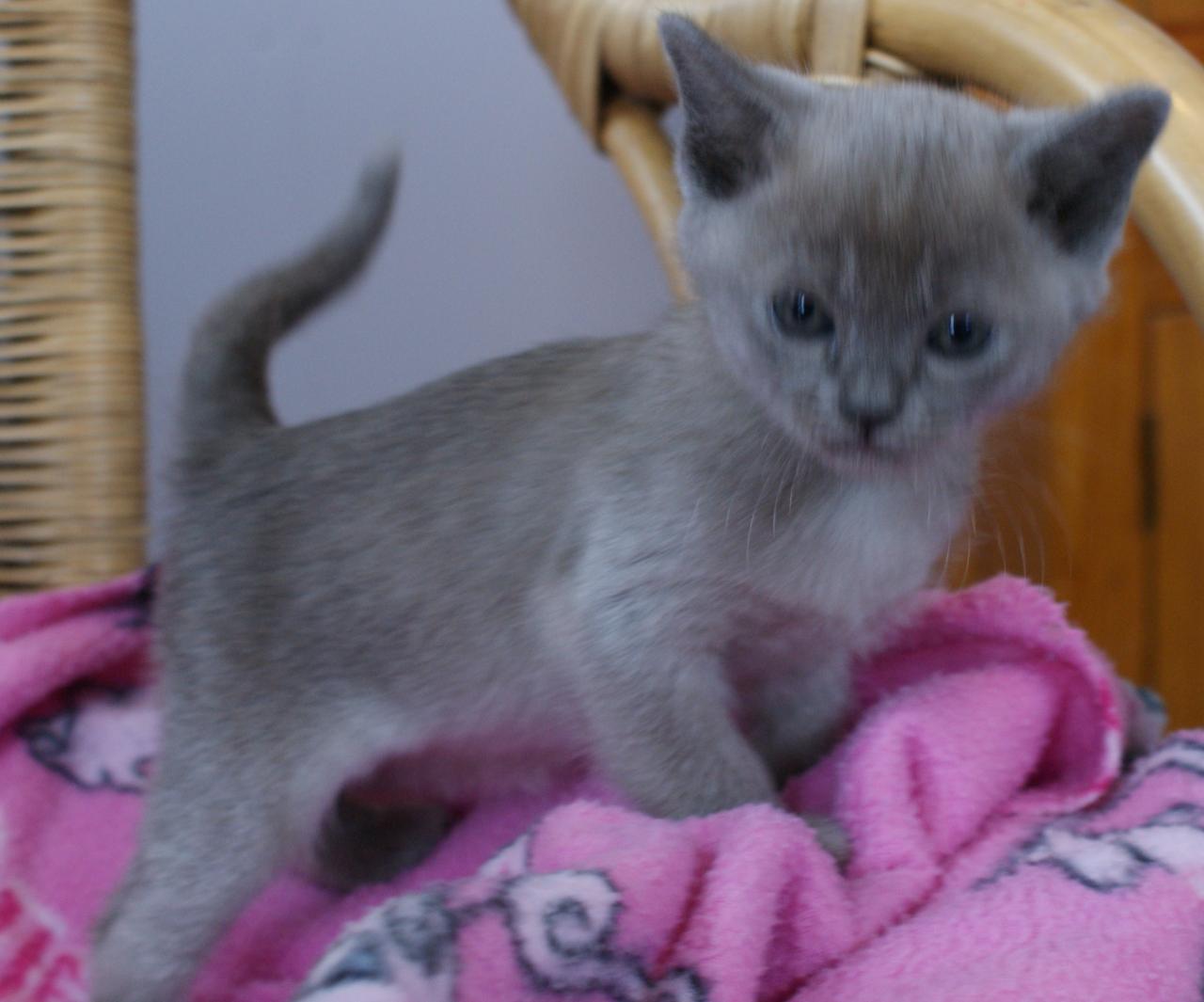 Grey Burmese Kitten Image