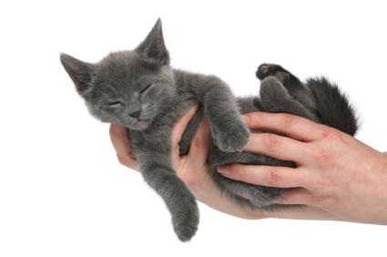 Grey Burmese Kitten In Hand