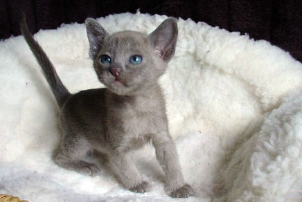 Grey Burmese Kitten Picture