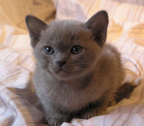 Grey Burmese Kitten