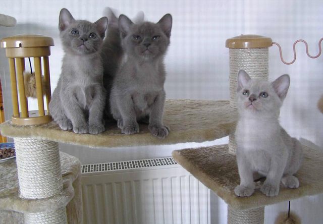 Grey Burmese Kittens Looking Up