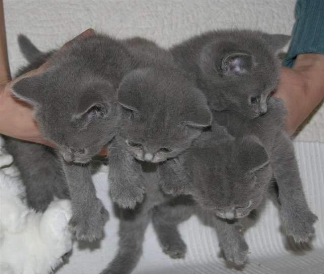 Grey Burmese Kittens