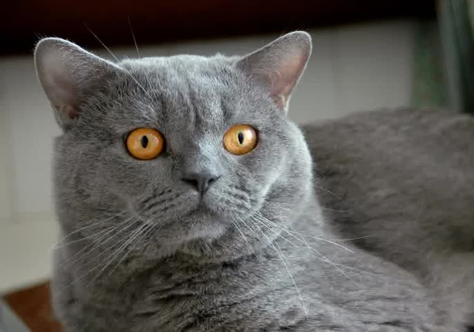 Grey Burmese Staring Cat Face