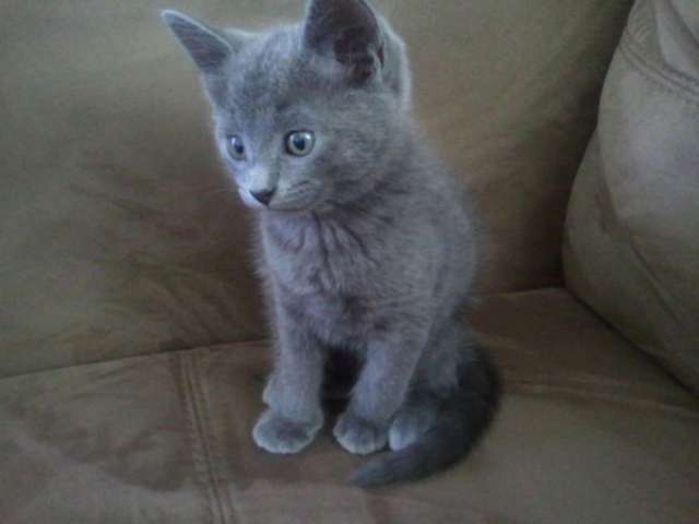 Grey Cute Burmese Kitten Sitting On Sofa