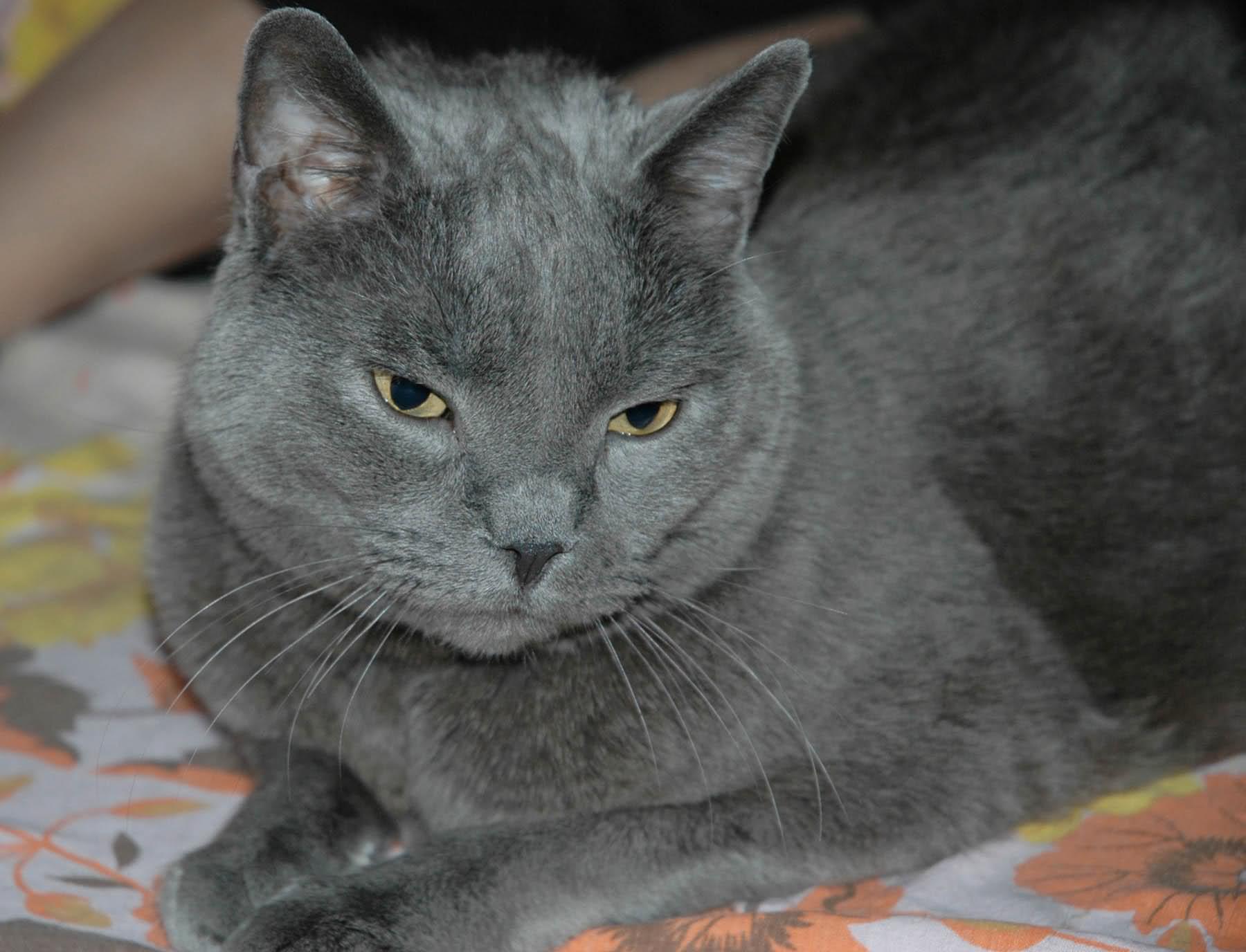 Grey Fluffy Burmese Cat