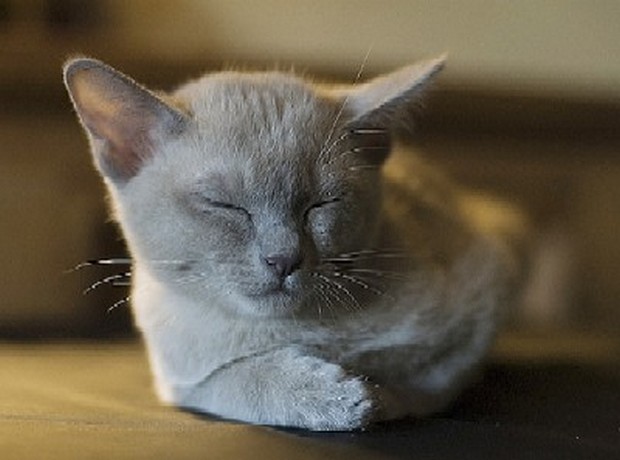 Grey Sleeping Burmese Cat Photo