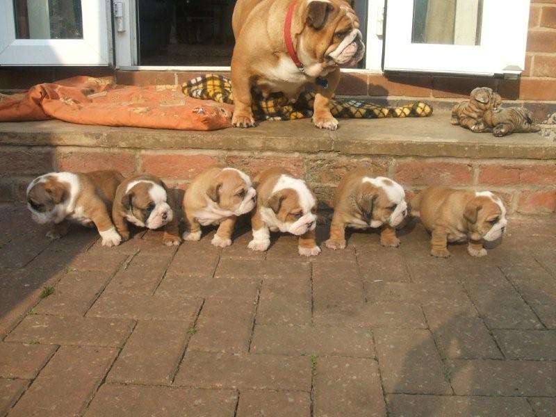 50 Very Cute Bulldog Pictures And Photos