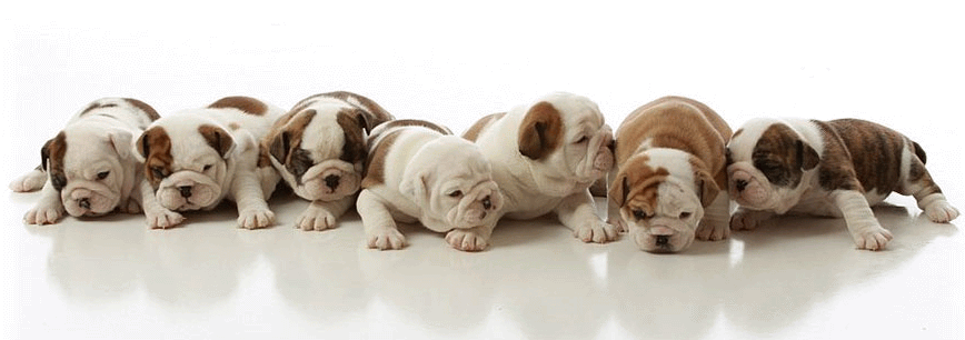 Group Of Bulldog Puppies