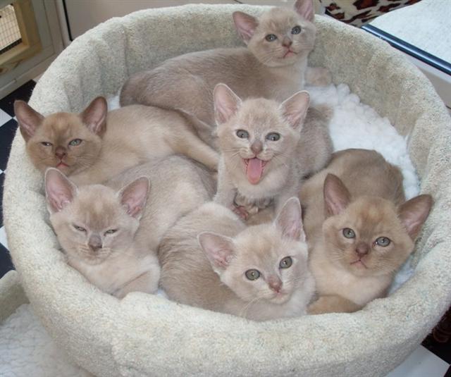 Group Of Burmese Kittens Sitting