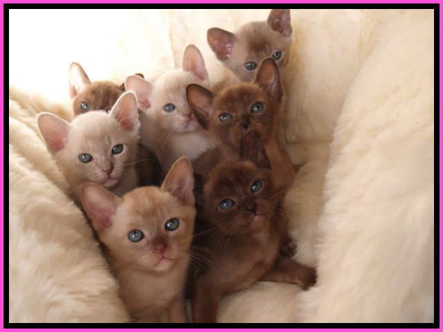 Group Of Burmese Kittens