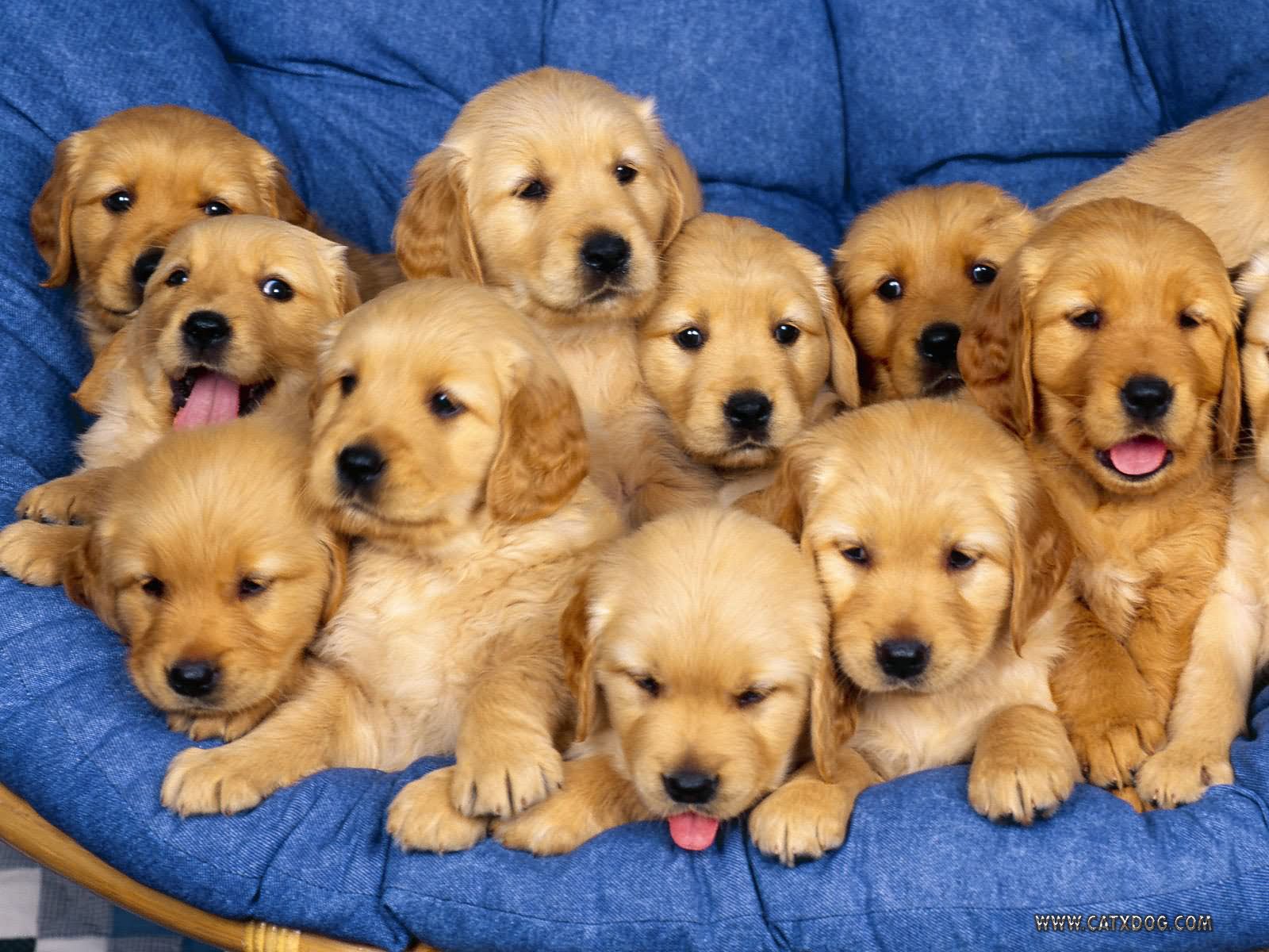 Group Of Golden Retriever Puppies