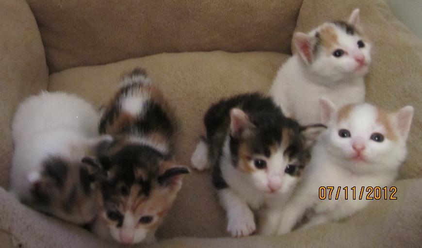 Group Of Japanese Bobtail Kittens