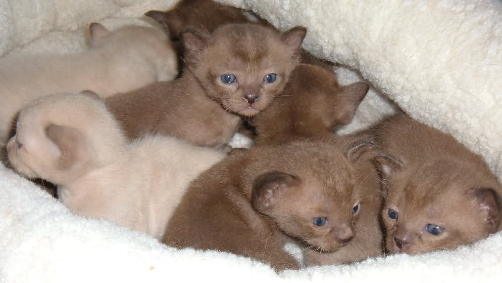 Group Of New Born Burmese Kittens