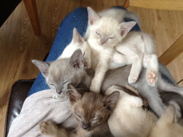 Group Of Sleeping Burmese Kittens